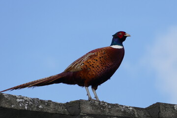 phasianus colchicus, fasan, jagdfasan, pheasant