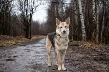 Young mixed breed shepherd dog funny portrait