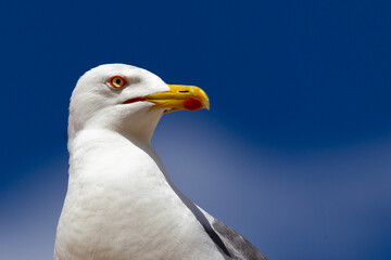 Gaviota