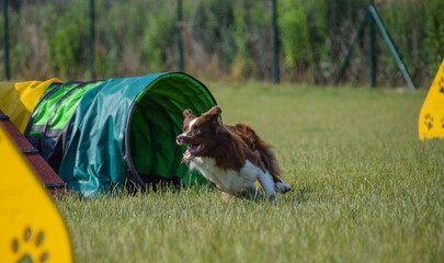 border collie dog is running in agility tunnel. Amazing day on czech agility privat training