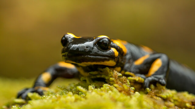 Fire salamander (Salamandra salamandra) on moss, macro shot