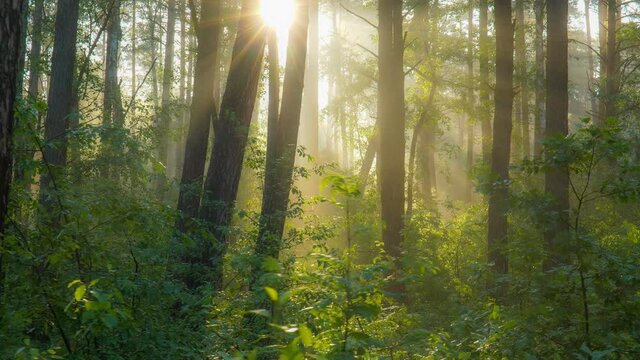 Magnificent sunrise in the forest, rays make their way through the branches of trees. Powerful trees and light haze.