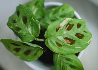 maranta leuconeura kerchoveana variegata little plant in a pot - obrazy, fototapety, plakaty