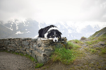 Portrait of border collie on stone in austria nature near to glossglockner.