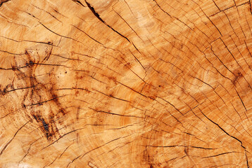 Projecto HMH | Nature's Magic | Série desenhos das Árvores