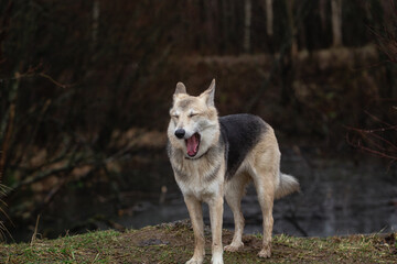 Young mixed breed shepherd dog funny portrait