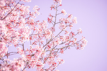 Low angle view of decorative pink cherry blossoms on energetic flowering cherry tree outside in springtime