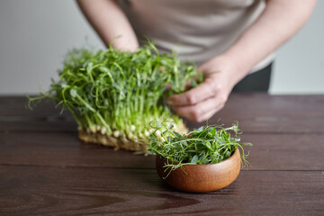 Microgreen pea shoots in bowl on wooden table. Woman cuts off micro greens with scissor