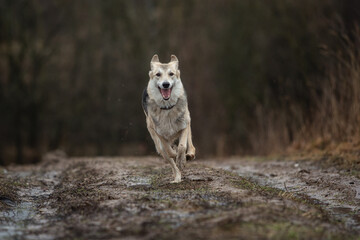 Young sheperd dog shaking off water at nature