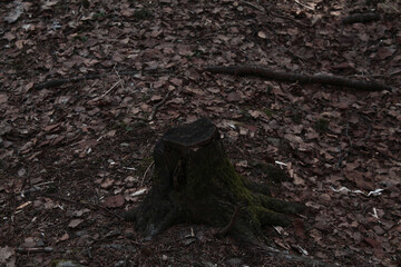 tree stump in green moss