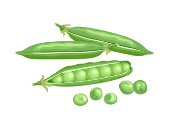 Pods of green peas isolated on white background. Vector food illustration in cartoon flat style.
