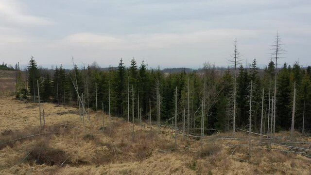 Aerial bark wood beetle drone pest Ips typographus dead spruce tree infested and attacked by the European spruce quadcopter view flying fly flight show, cutting deforestation caterpillar dead trees