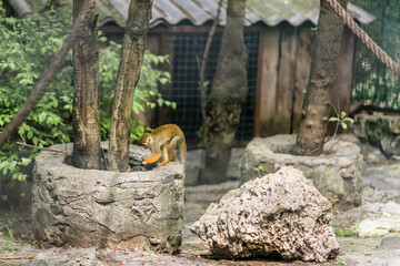 the monkey stands on a stone in the zoo
