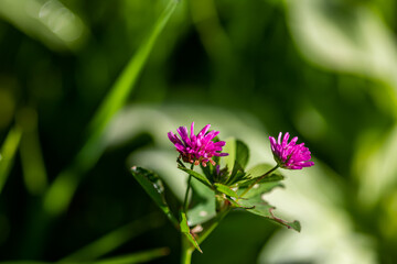 pink flower on grass