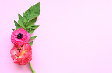 Beautiful bouquet of colorful ranunculus flowers on a pink background. Flowers buttercup. Copy space for text