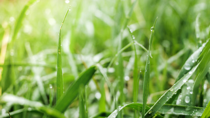 Green spring grass with dew drops. Green background.