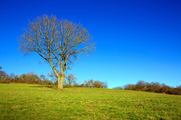 Fototapeta na wymiar The sun shines through a majestic green tree in a meadow.