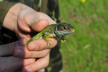 Obraz premium European green lizard Lacerta Viridis caught in human hands. Head of lizard with brown eye looking into camera