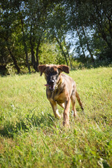 puppy of german shepherd, who is running in meadow. He is so happy.