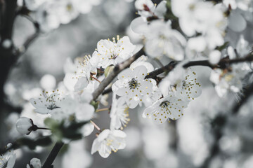 stunning cherry blossom tree in the park, spring day