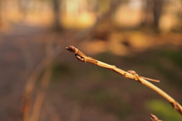 brown tree branch with bud, spring forest