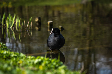 Fulica atra resting in a pond in the park