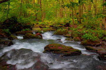 The beauty of the Oirase brook Aomori City Japan