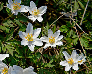 An early spring plant with white flowers named anemone growing on a dirt road in the village of Fasty in Podlasie, Poland