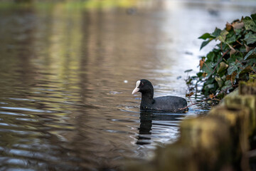 Fulica atra swims in a pond in the park