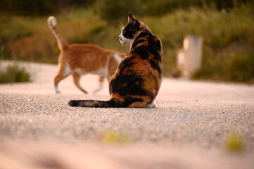 Two cats on the road