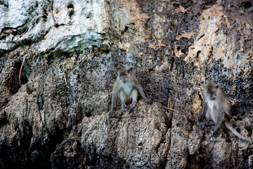 A monkey on the cliff