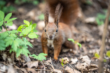 the look of a curious cute squirrel, selective focus