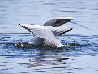 Two black headed gulls performing mating rituals in water on April evening in Espoo, Finland.