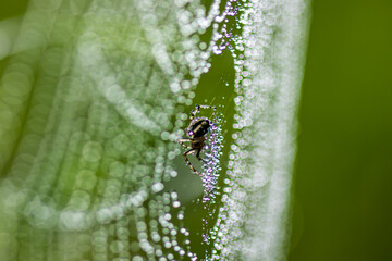 spider on the web