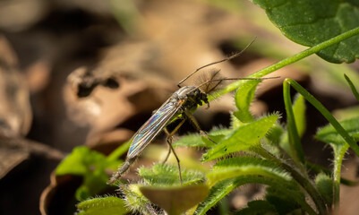 an insect with a fluffy antennae sits on a plant