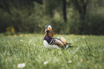 mandarin duck walking on the lawn, spring day