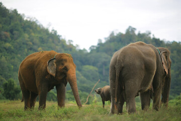 Two elephants and a buffalo in the jungle