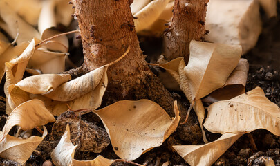 Detail of dried up brown leaves on a Benjamin tree