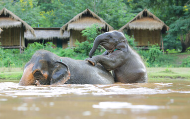 Fototapeta premium baby elephant playing with her mom in the river 