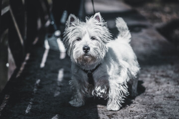 West Highland White Terrier walking in the park