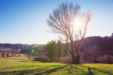 Obraz na płótnie Canvas The sun shines through a majestic green tree in a meadow.