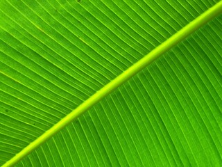 closeup texture of green banana leaf
