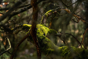 tree branch covered with lush moss, selective focus