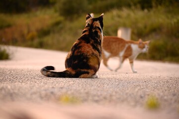 Two cats on the road