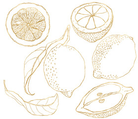 Watercolor set of line art lemons and gold leaves. Hand painted fresh fruits isolated on white background. Tasty food illustration for design, print, fabric or background.