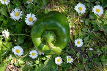 Poivron vert dans l'herbe avec des pâquerettes