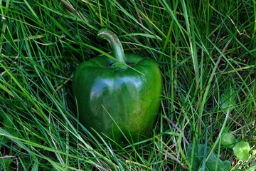 Poivron vert cru dans l'herbe en gros plan