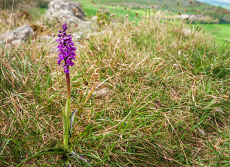 A 3 shot HDR spring image of a solitary Early Purple Orchid, Orchis mascula, at Hutton Craggs near Kikby Lonsdale, Lancashire, England