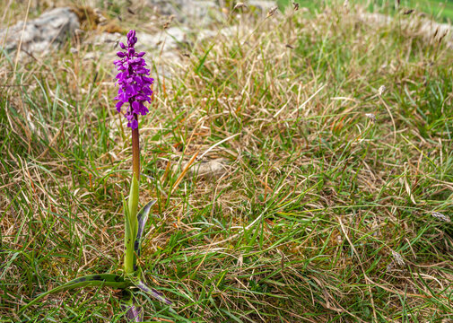 A 3 shot HDR spring image of a solitary Early Purple Orchid, Orchis mascula, at Hutton Craggs near Kikby Lonsdale, Lancashire, England
