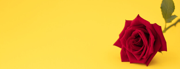 banner with one red rose on yellow background with space for your text.